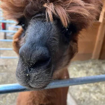 Appartement Kokl - Adults Only *