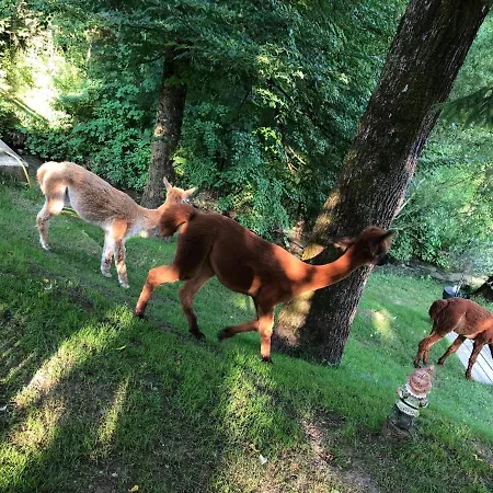 Kokl - Adults Only *