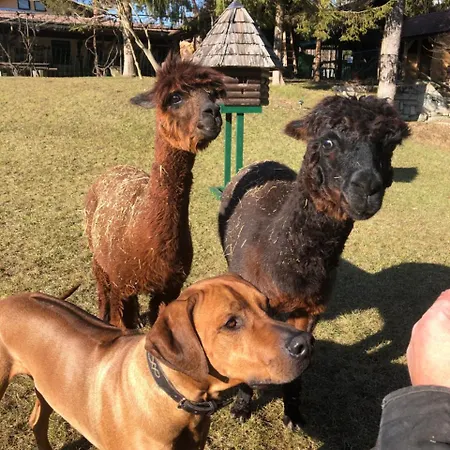 Kokl - Adults Only * 拉多夫吉卡