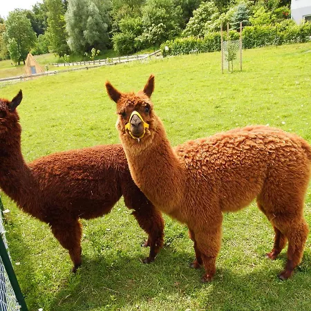 Kokl - Adults Only Lägenhet Radovljica