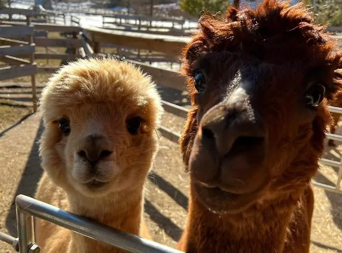 Kokl - Adults Only דירה רדובליצ'ה