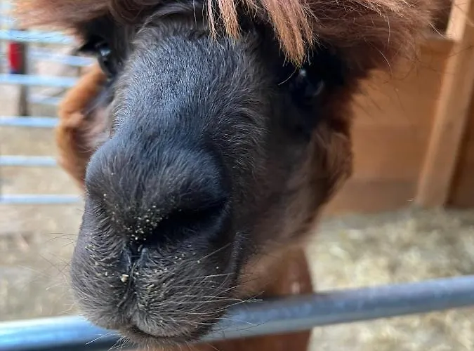 דירה Kokl - Adults Only *