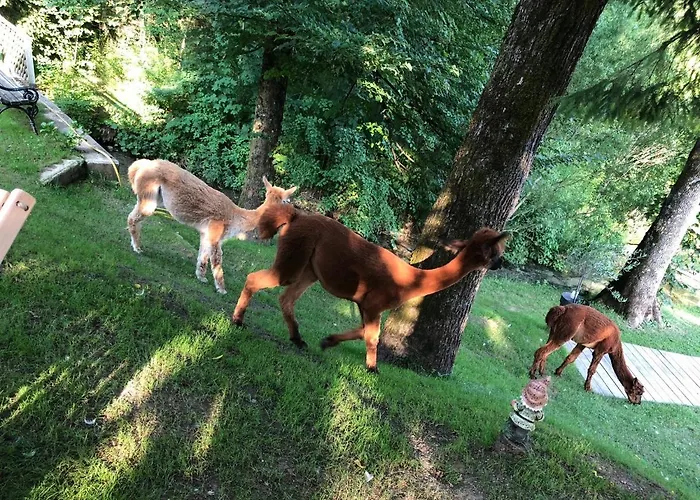 Kokl - Adults Only *