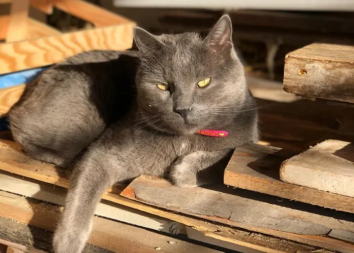 Kokl - Adults Only Appartement *