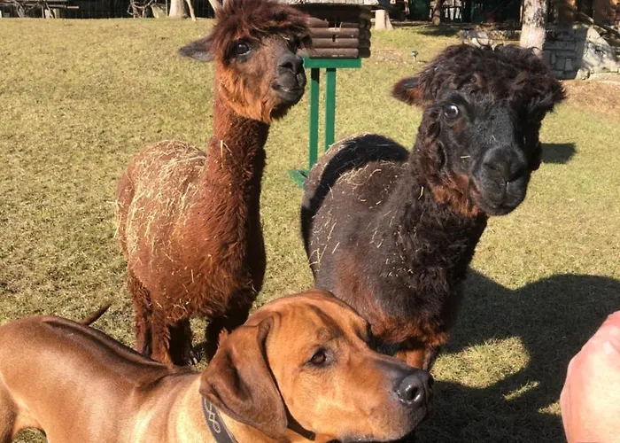 Kokl - Adults Only * רדובליצ'ה